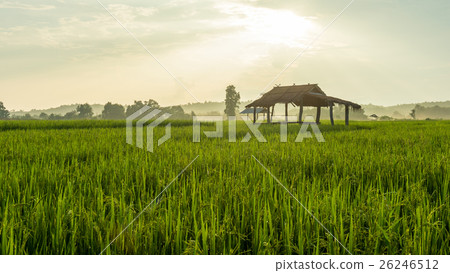 Cottage and Rice Field with sunset 26246512