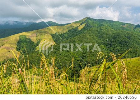 View of the rice field on the mountain in Pua  26246556