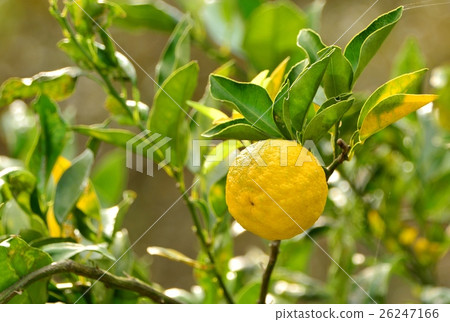 柚子果的圖片 26247166