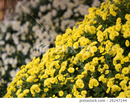 Chrysanthemum   26247244