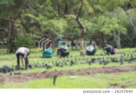 Blurred the Gardener staffs mobilize landscaping  26247640