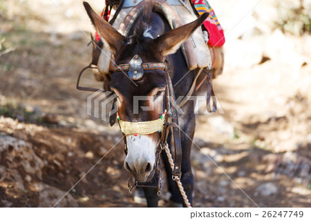 Donkey to transport tourists Donkey to transport tourists 26247749