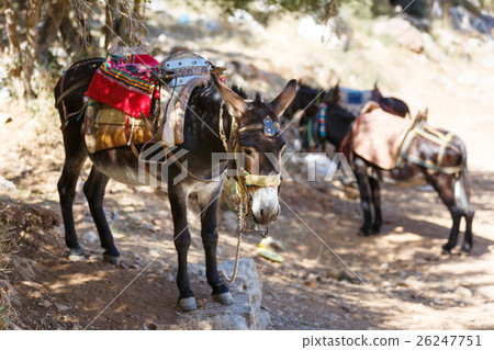 Donkey to transport tourists Donkey to transport tourists 26247751
