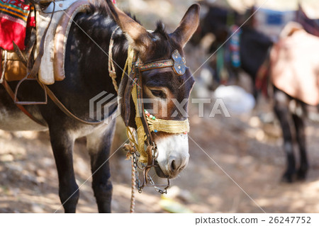 Donkey to transport tourists Donkey to transport tourists 26247752