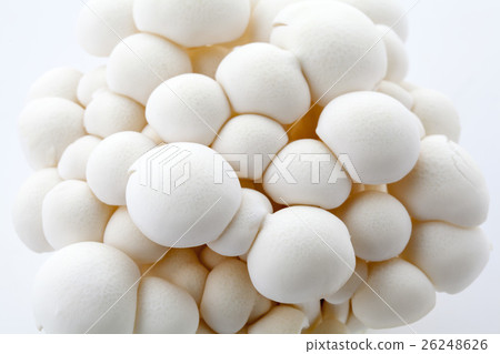 白Bunashimeji 白Bunashimeji 26248626