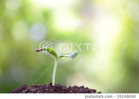 Growing tree 26248698