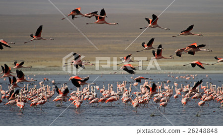 Flying chileflamingos, lake Tajsara, Bolivia 26248848