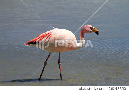 James flamingo, southern Bolivia James flamingo, southern Bolivia 26248860