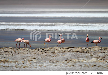 Andean flamingos, Laguna Hedionda, Bolivia 26248870