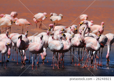 James flamingos, southern Bolivia 26248921