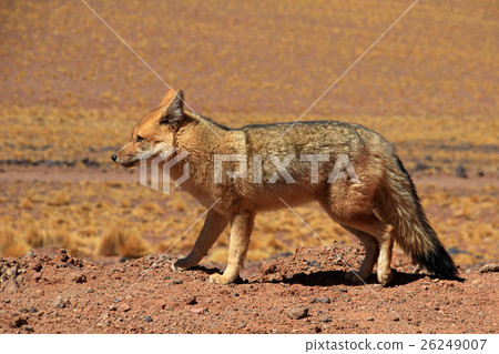 Andean fox, known as zorro culpeo. Atacama, Chile 26249007