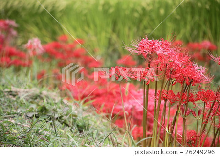 Cluster amaryllis Cluster amaryllis 26249296
