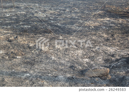Unburned ground Unburned ground 26249383