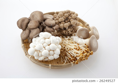 布朗金針菇 布朗金針菇 26249527