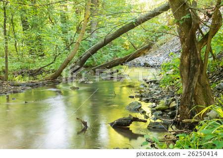 Forest landscape with a small stream fallen trees Forest landscape with a small stream fallen trees 26250414