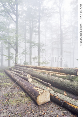 Logs trees Logs trees 26250726