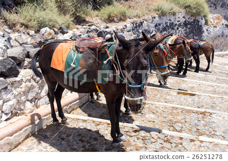 Sad and bored donkeys. Santorini 26251278