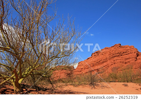 Parkinsonia, palo verde, Quebrada de Cafayate 26252319