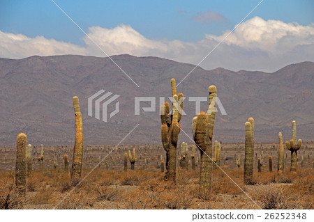 Cactus forest, Cardones National Park, Cachi 26252348
