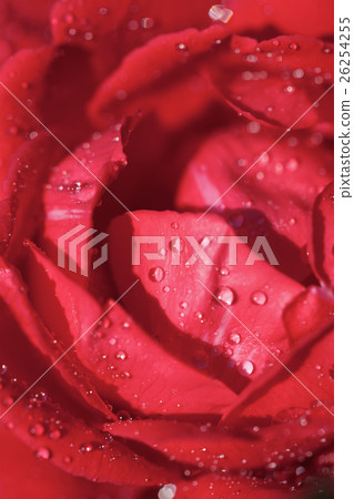 Beautiful rose flower macro shot Beautiful rose flower macro shot 26254255