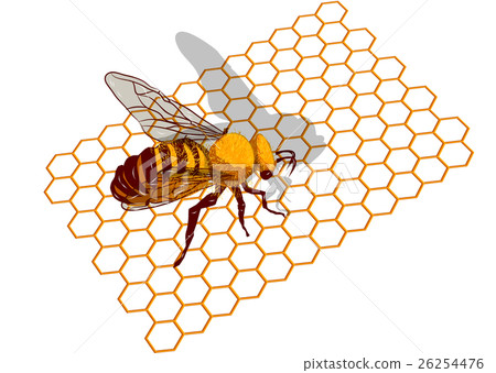 bee on honeycells bee on honeycells 26254476