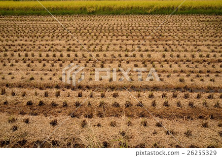 Straw laid in rice field after harvesting Straw laid in rice field after harvesting 26255329