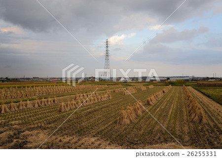 Rice field where the rice after cutting is arranged orderly Rice field where the rice after cutting is arranged orderly 26255331