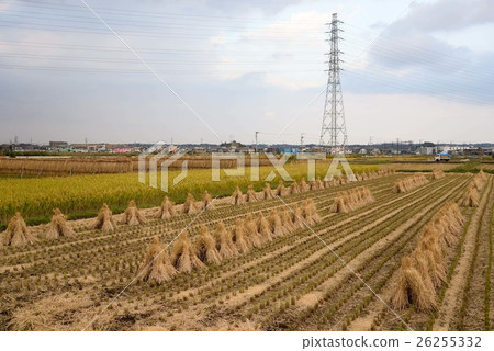 Rice field before harvesting and after harvesting Rice field before harvesting and after harvesting 26255332
