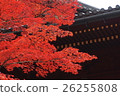 Autumn leaves 26255808