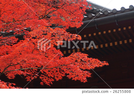 Autumn leaves Autumn leaves 26255808