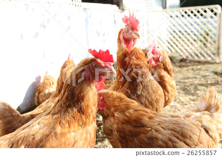 Chicken zodiac 26255857