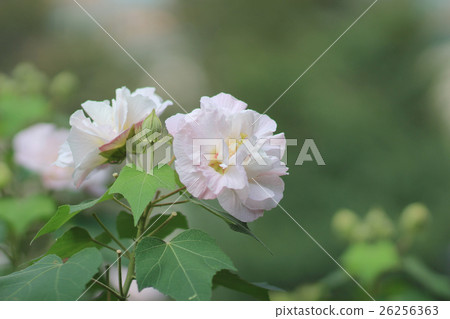 beautiful violet hibiscus in autumn garden 26256363