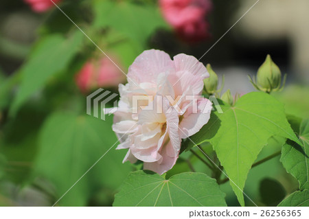 Hibiscus mutabilis or Confederate rose Hibiscus mutabilis or Confederate rose 26256365