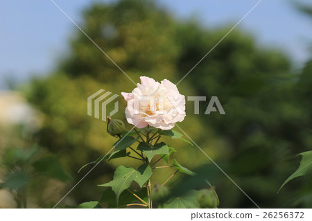 beautiful violet hibiscus in autumn garden beautiful violet hibiscus in autumn garden 26256372