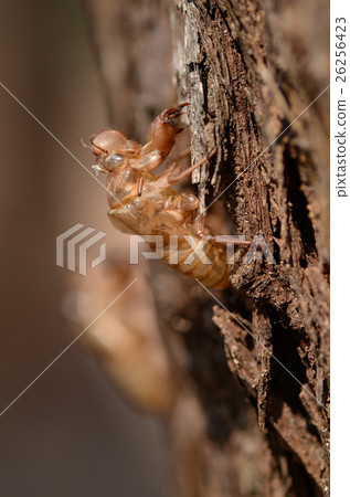 Cicada Slough. 26256423