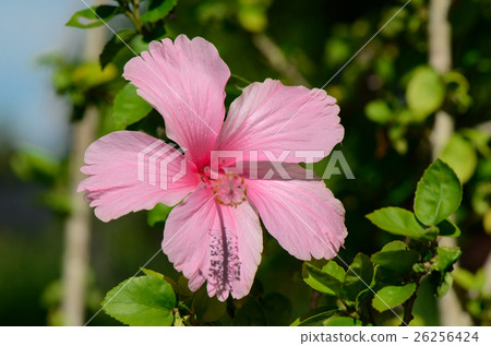 Pink Hibiscus on natural green background. 26256424