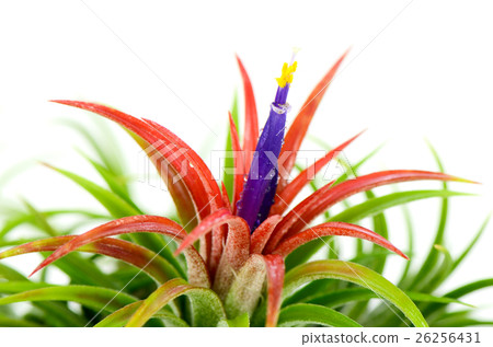 Tillandsia on white background. Tillandsia on white background. 26256431