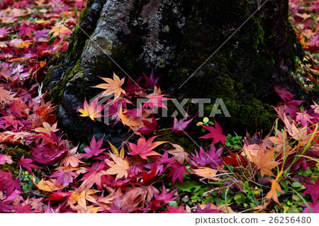 Fallen leaves Fallen leaves 26256480