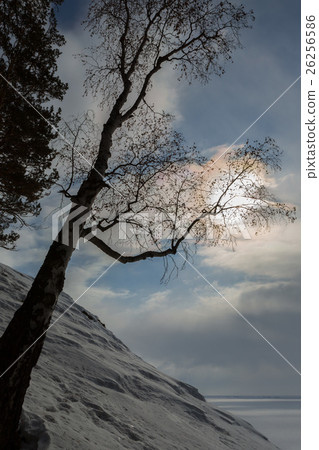 Birch branches keeps the sun on snowy shore of Birch branches keeps the sun on snowy shore of 26256586