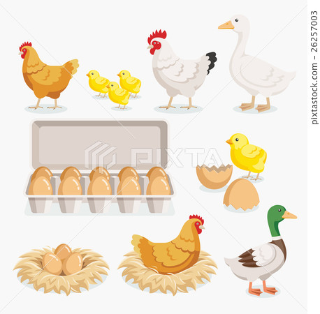 Duck chick and chicken eggs on the nests. 26257003