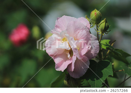 the confederate rose ; Hibiscus mutabilis the confederate rose ; Hibiscus mutabilis 26257266