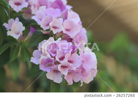 Ipomoea nil is a species of morning glory Ipomoea nil is a species of morning glory 26257268