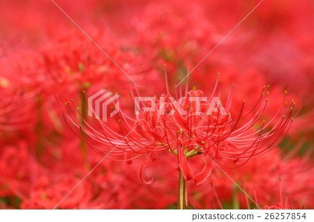 Drawing paddy field Drawing paddy field 26257854