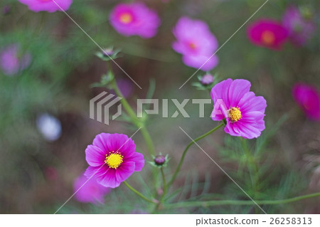 Cosmos 26258313