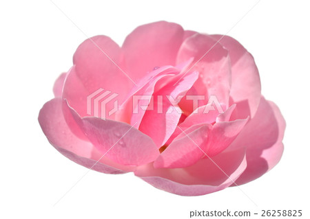 Rose of autumn. A petal with a slightly hard texture. One wheel of pink rose. Background White 26258825
