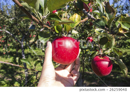 蘋果狩獵 26259048