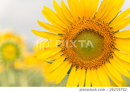 Sun flower with copy space for your background. Sun flower with copy space for your background. 26259782