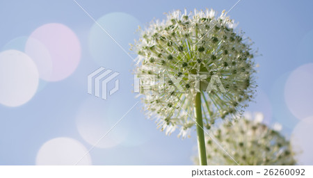 White Allium circular globe shaped flowers blow in 26260092