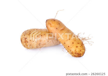 raw potato Dioscorea  burmanica or "Mon Nok" raw potato Dioscorea  burmanica or "Mon Nok" 26260125