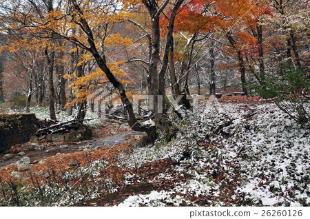 Snow and autumn leaves Snow and autumn leaves 26260126